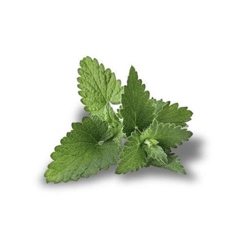 PATCHOULI 15ml <h6> Pogostemon Cablin</h6> - Okapi Bay