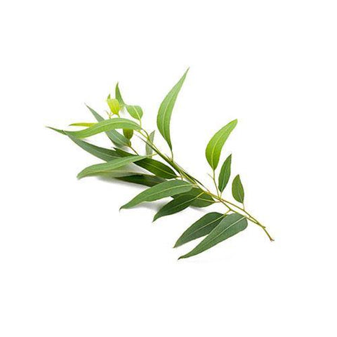 TEA TREE 15ml <h6>Melaleuca Alternifolia</h6> - Okapi Bay
